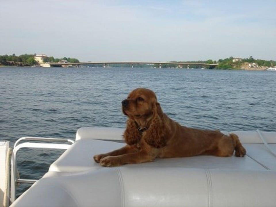 Jasper loves boating.  Your dog is welcome to come along for the trip.
