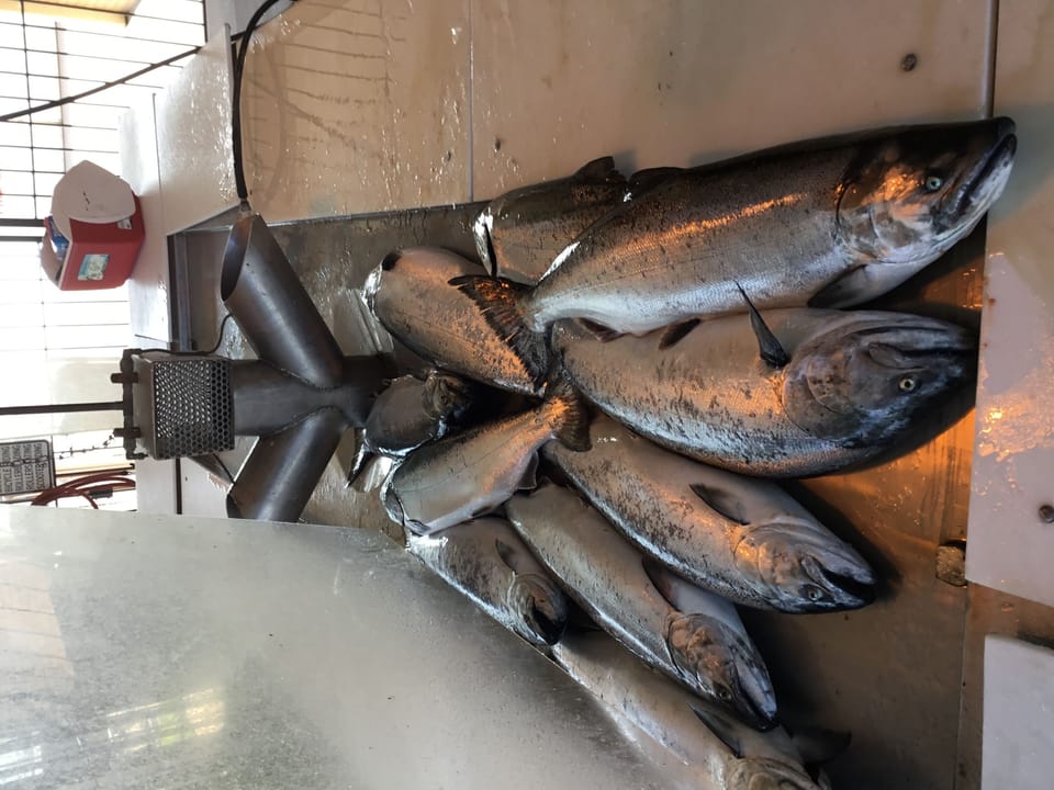 A nice spring catch of Kings