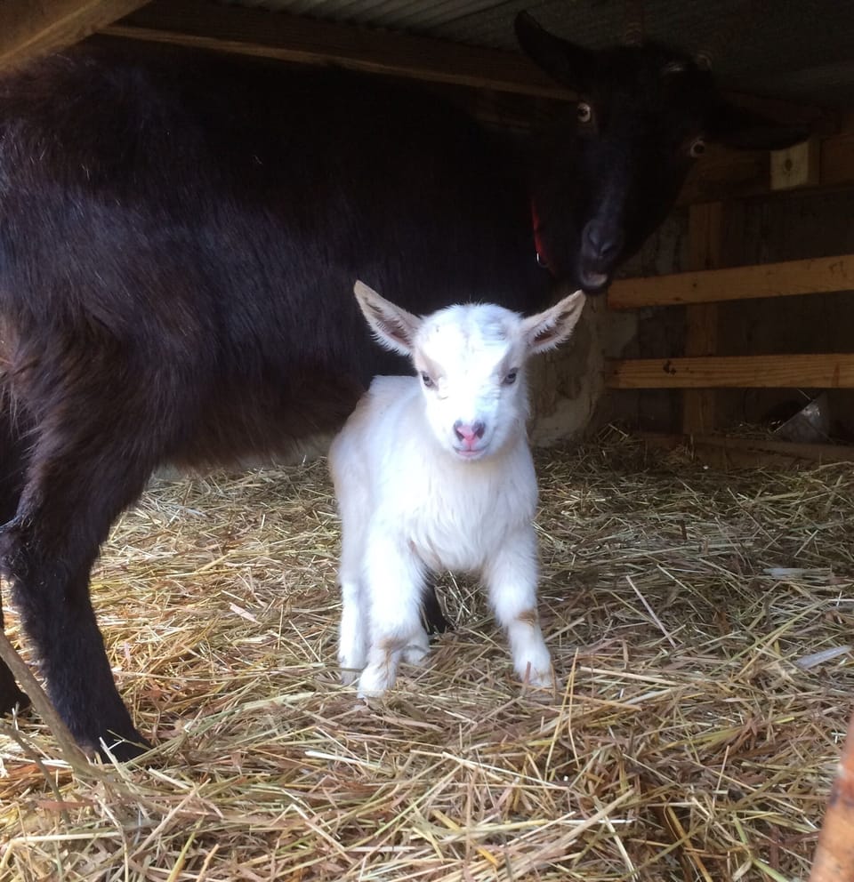 We may just have baby goats when you arrive. Typically November- march
