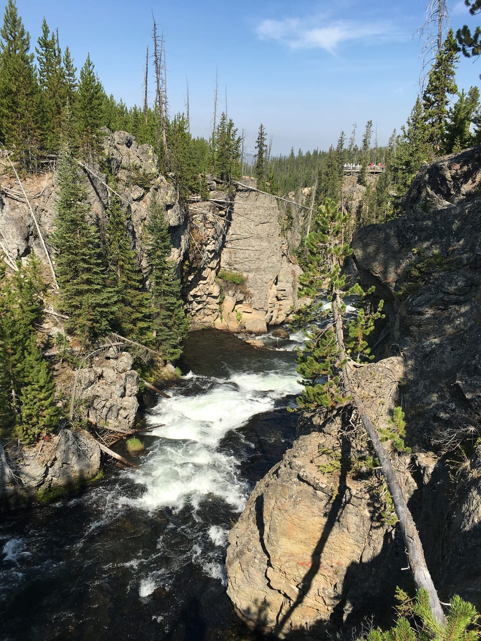 National forest beauty!
