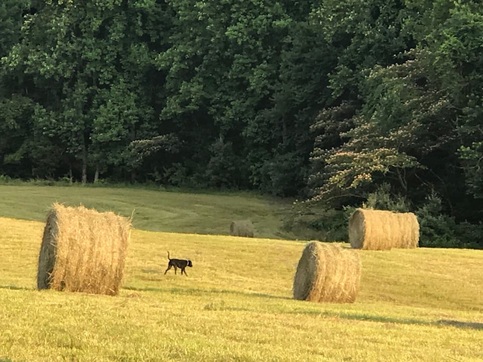 Owner's dog, Buster.  He will likely welcome you on your arrival.