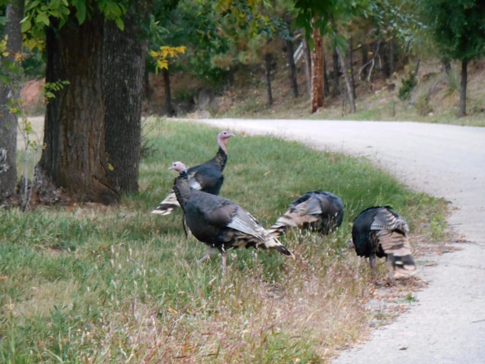 Wild Turkeys