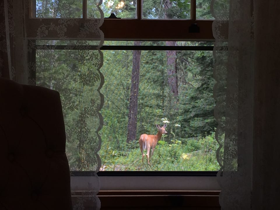 Wildlife