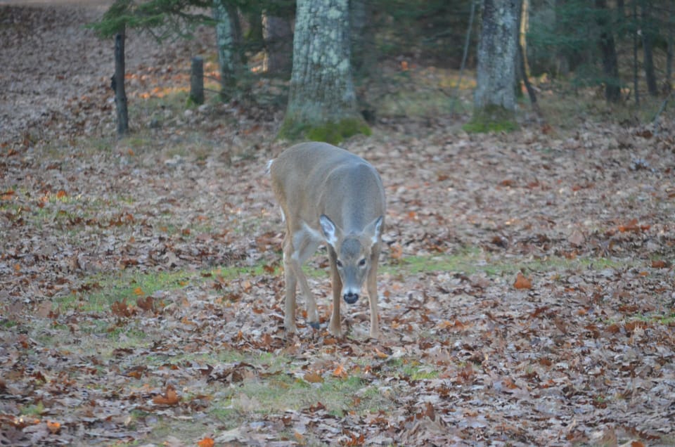 Right out front of home