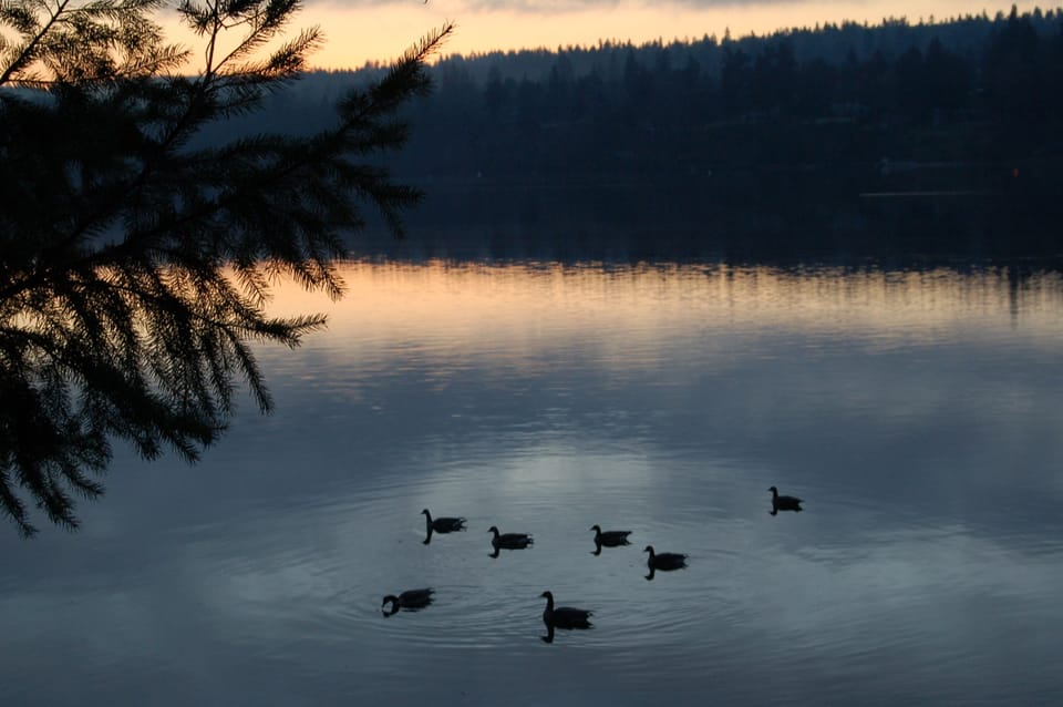 Nature abounds: deer, geese, waterfowl, otter, bald eagle, Blue Heron, raccoon.