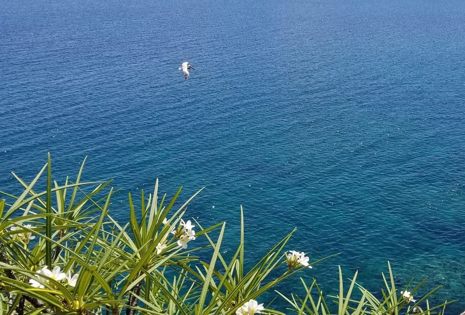 Pelican gliding by on the breeze of the tradewinds