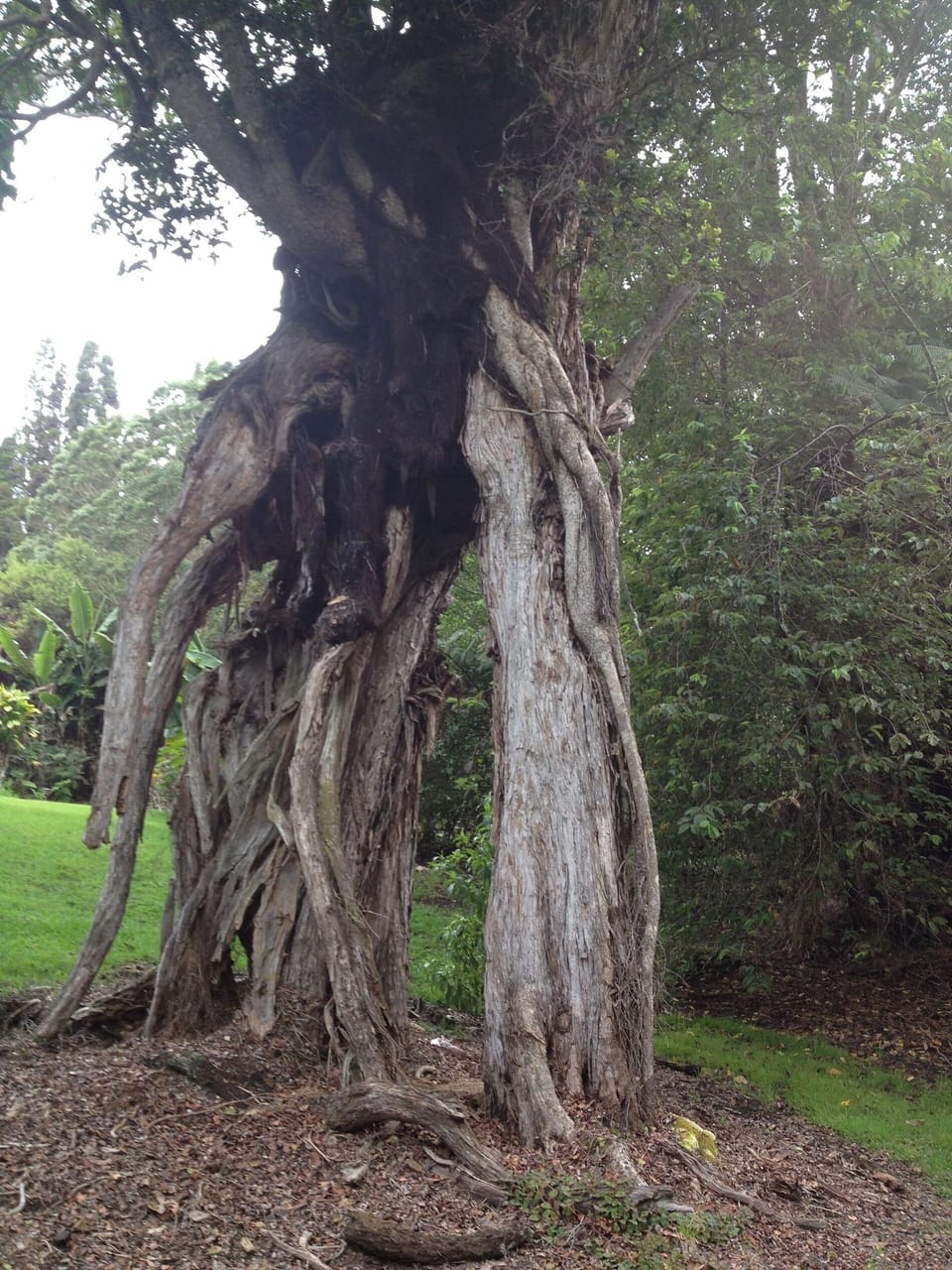  One of The Big  Ohia Trees on property