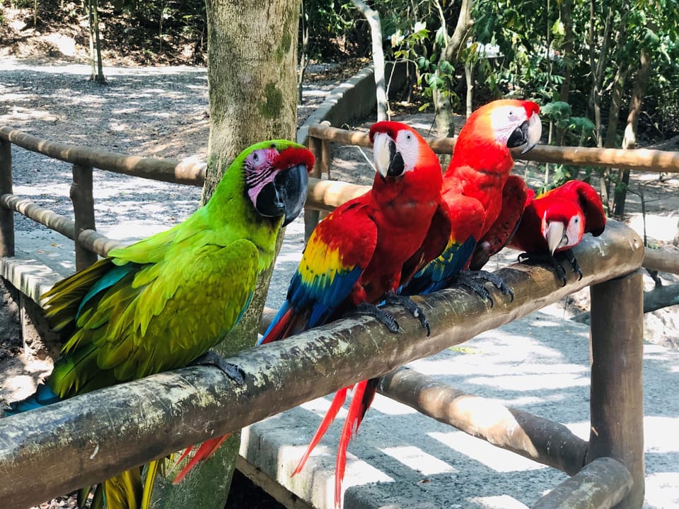 Hang out with the beautiful friendly birds while visiting Gumabalimba Park.  