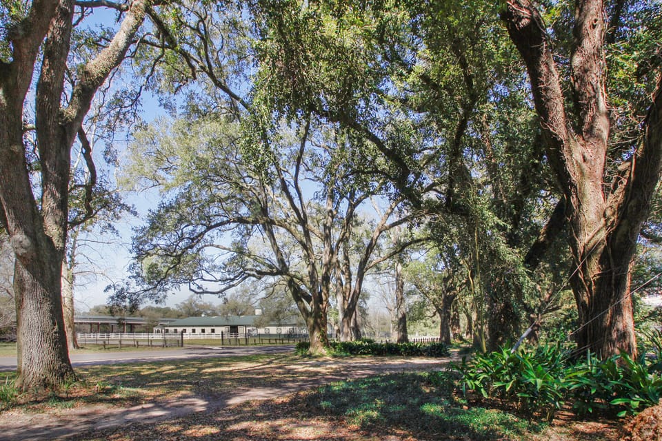 View of Audubon Park at end of the street.