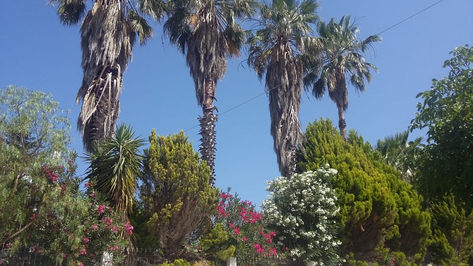 8 in total palm trees surrounding the house and garden