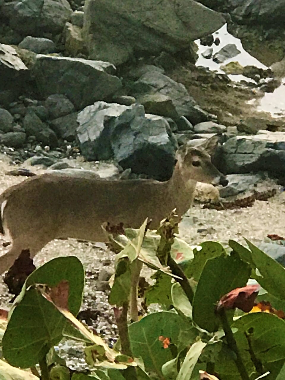 Backyard Beach Guest