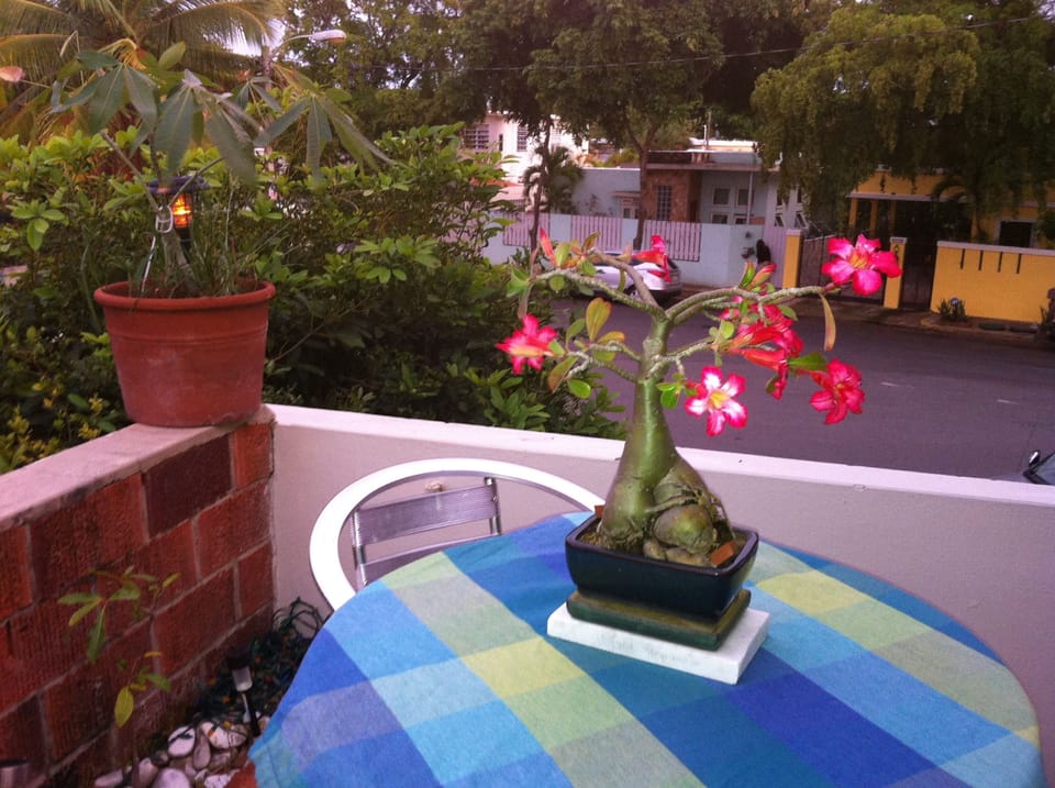 The terrace,   to enjoy the eve. breeze from the ocean and hear the waves!!
