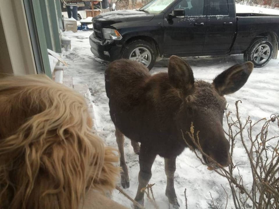Frequent Visitors Year Round