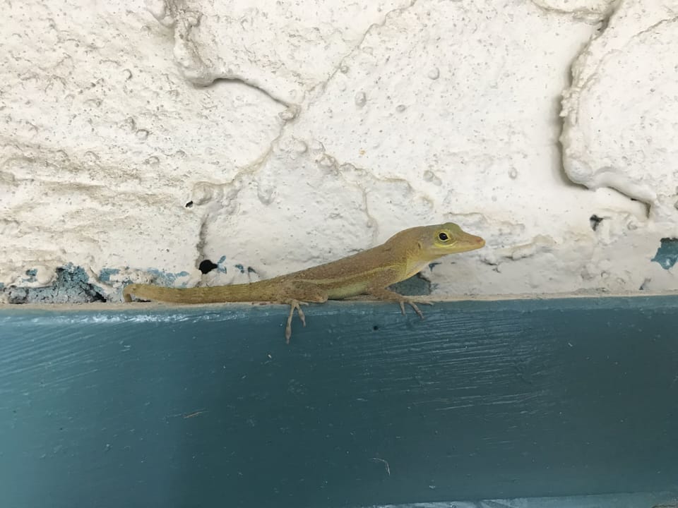Your gecko friends