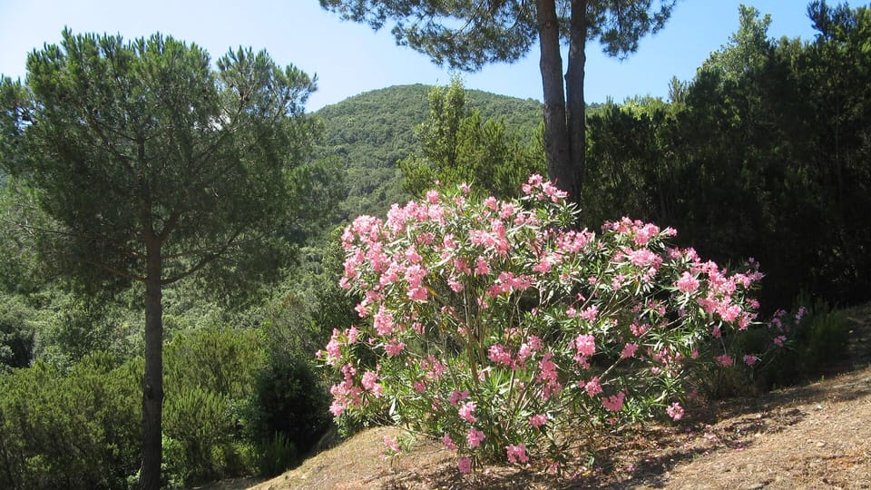 View from the terrace