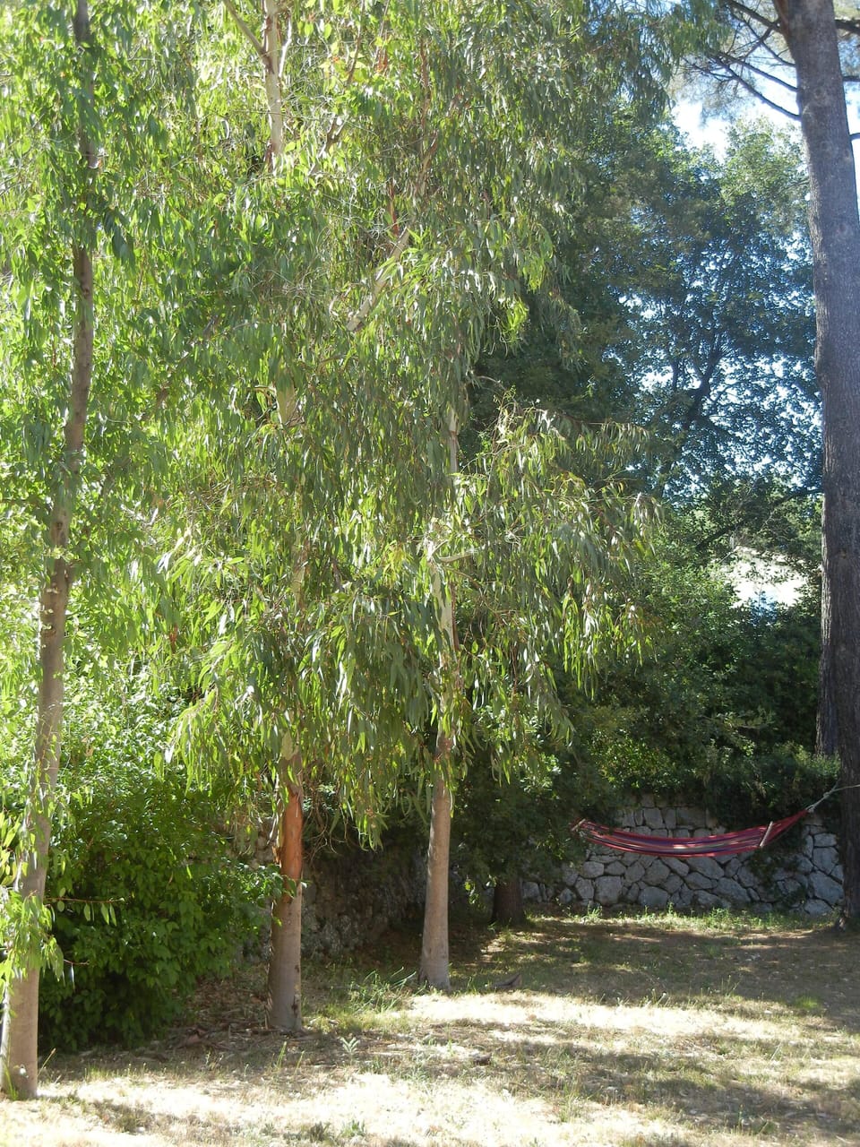 garden lower level , eucalyptus