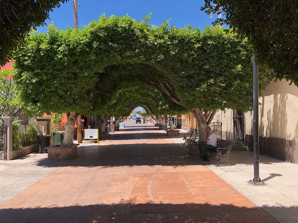 Loreto Town, downtown tree canopy.