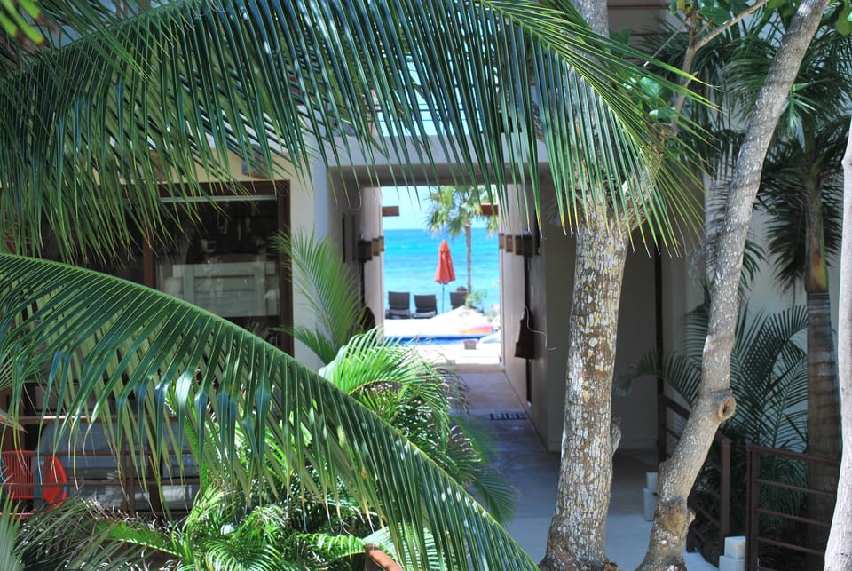 View from patio looking through garden