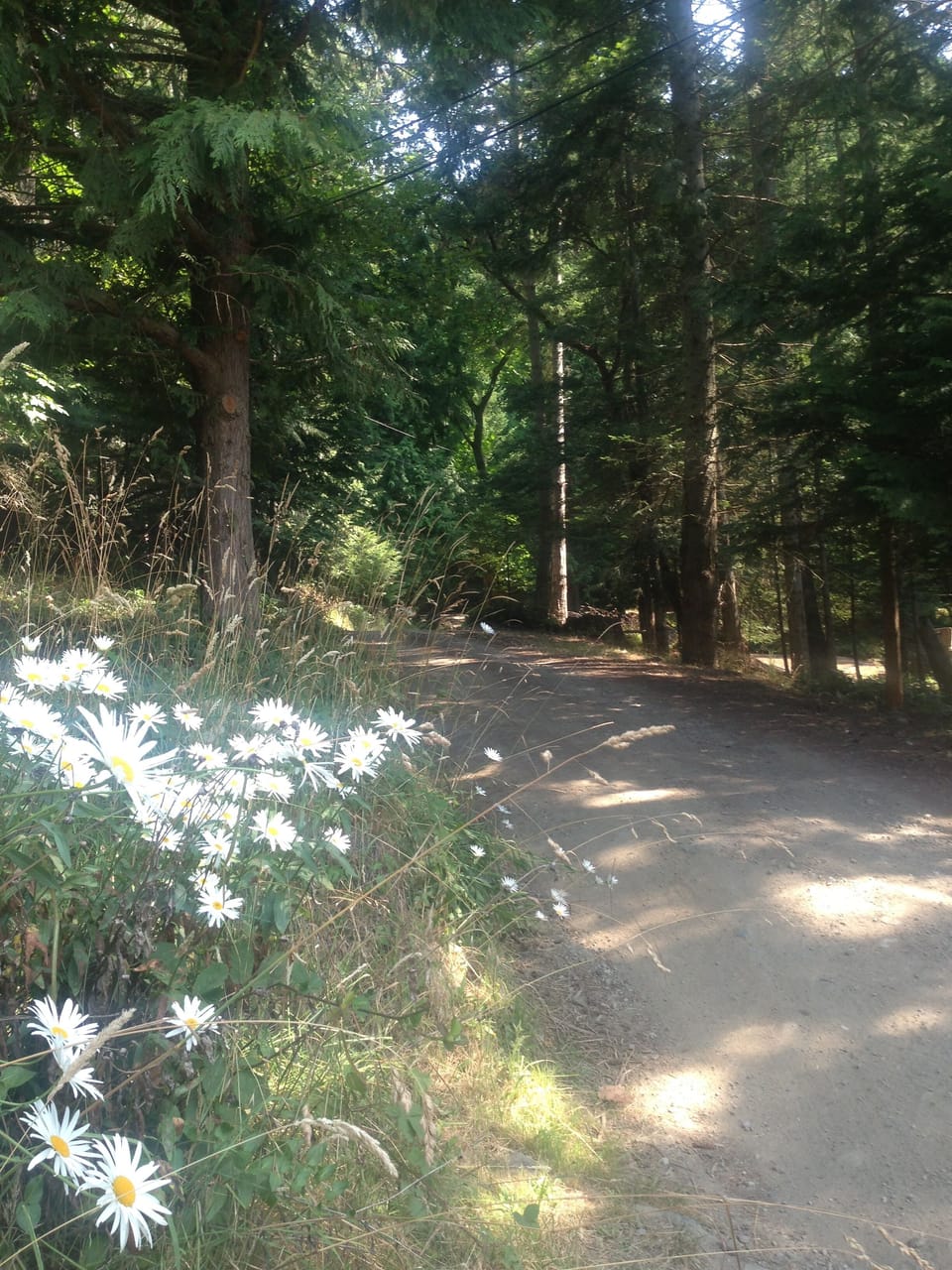 Driveway winding down to the cottage.