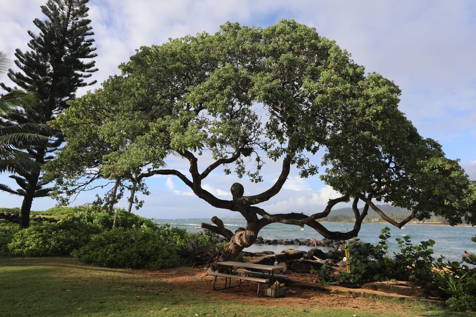 Magical tree.  The man shape can only be seen from very few vantage points.