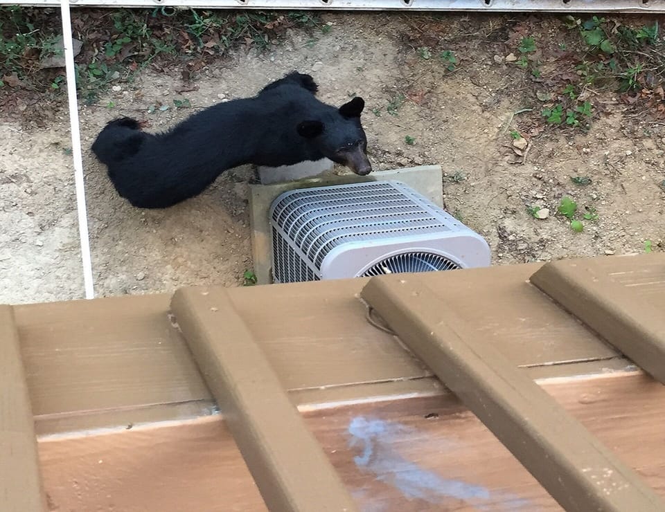 BLACK BEAR UNDER DECK AT SULLYS MOUNTAIN CABIN RETREAT. 08-18-2016