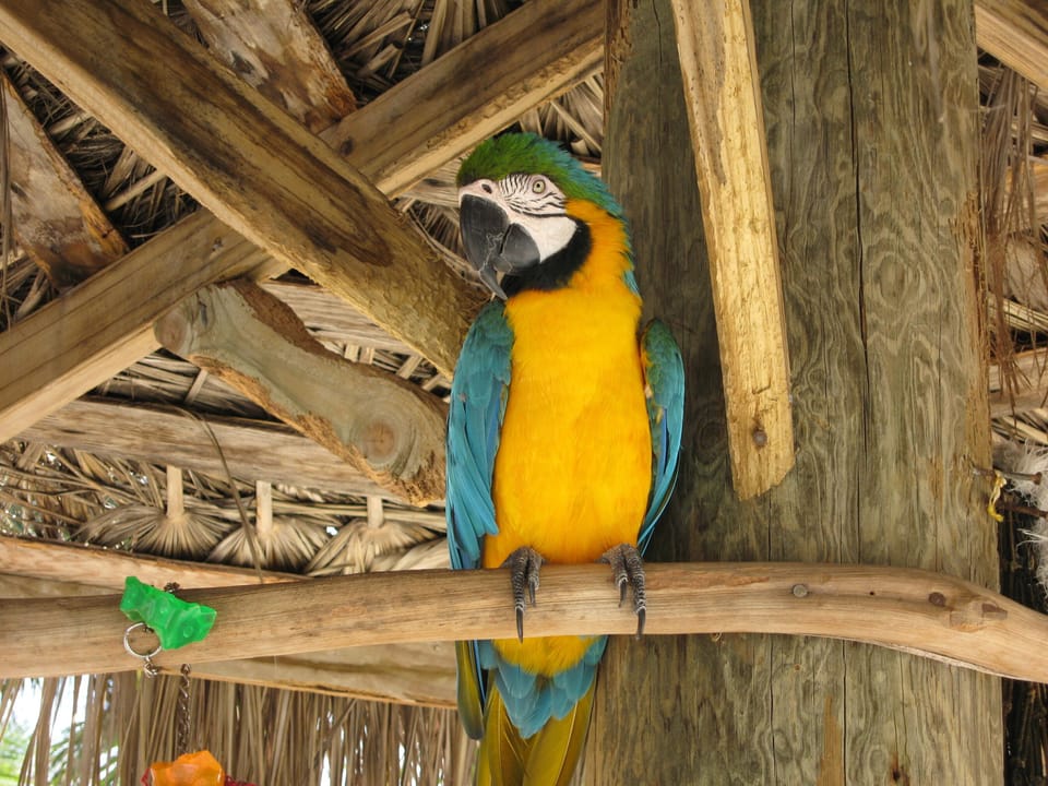 Rum Point - The Wreck Bar and Grill Parrot. He recommends  the Mudslide...yum!