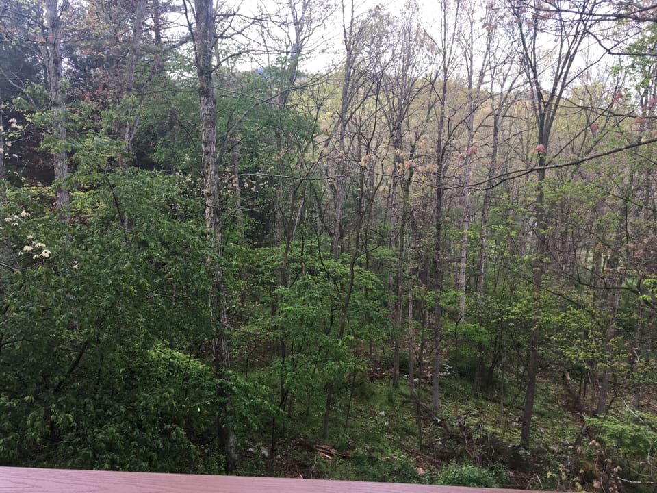 Views from treehouse deck