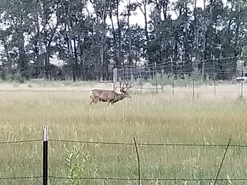 Large bucks are often seen grazing behind the house