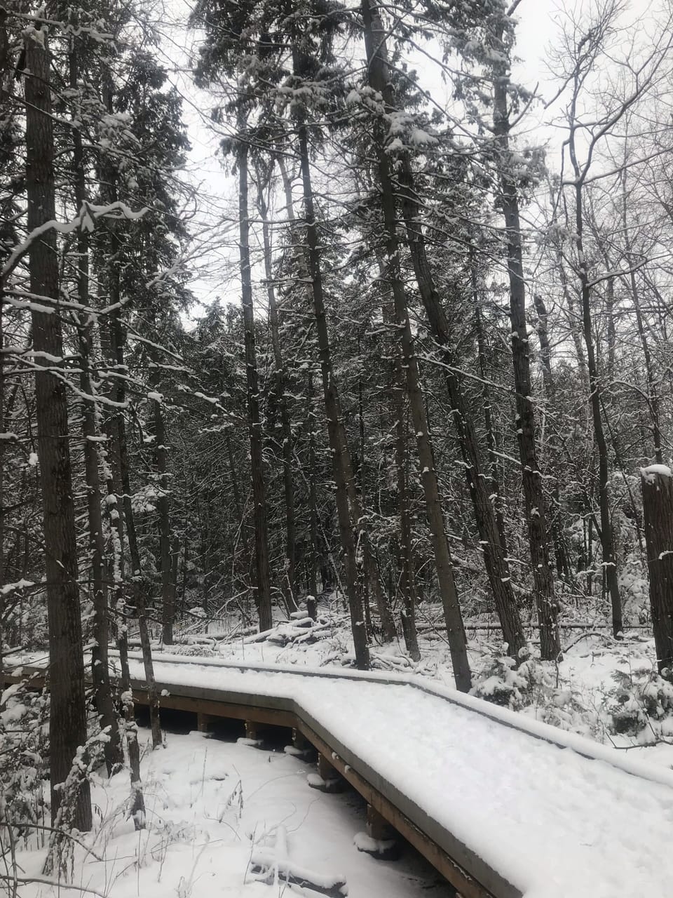 Groomed walking trails with maps 