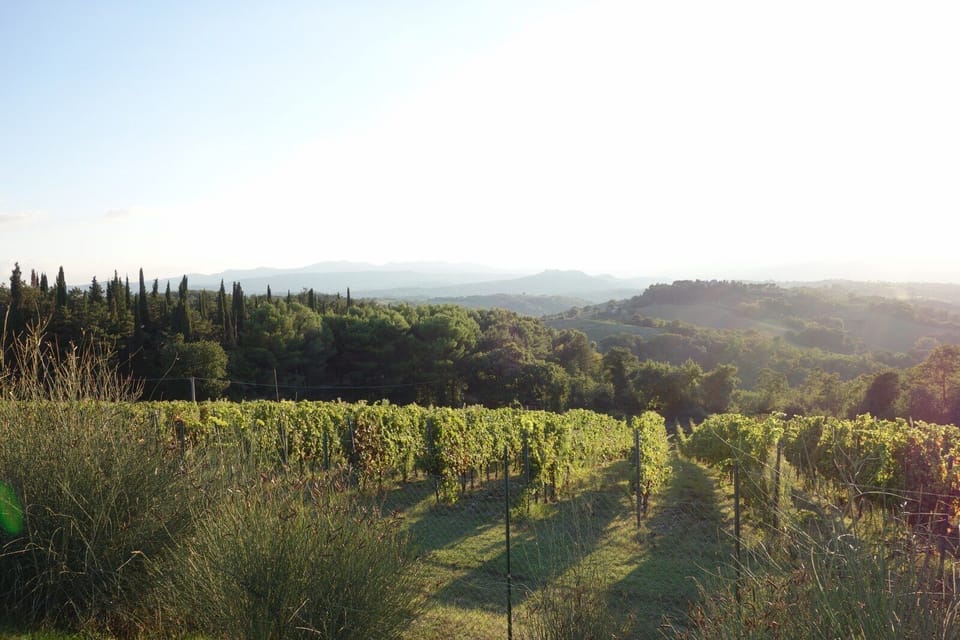 VView over the vineyards and Todi