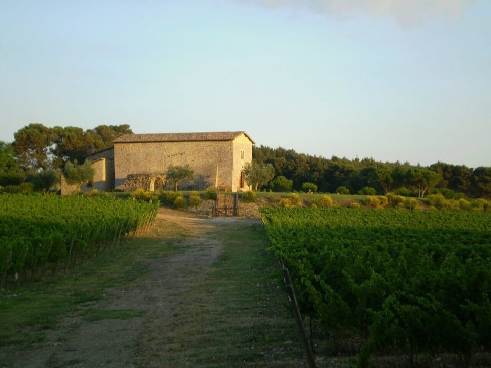 Vineyards and Sant' Antimo