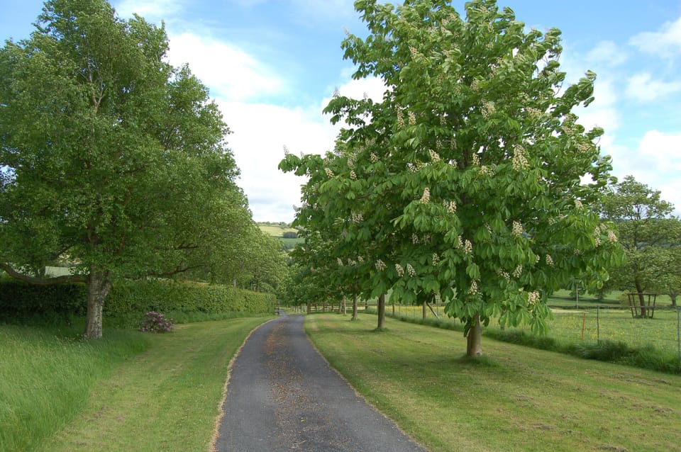 Chestnut tree avenue Woodhayes Farm