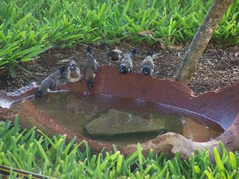 Birds as "tourists" in the garden
