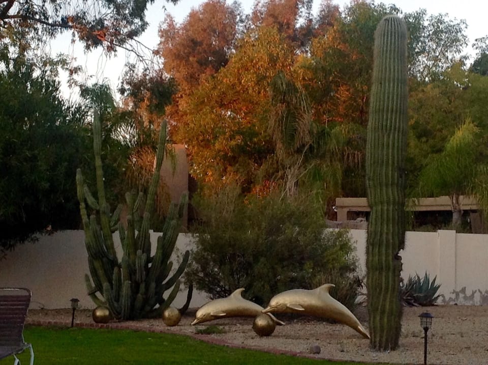 Sunrise in the cactus garden  with  bunnies, quail birds galore. So peaceful !!!