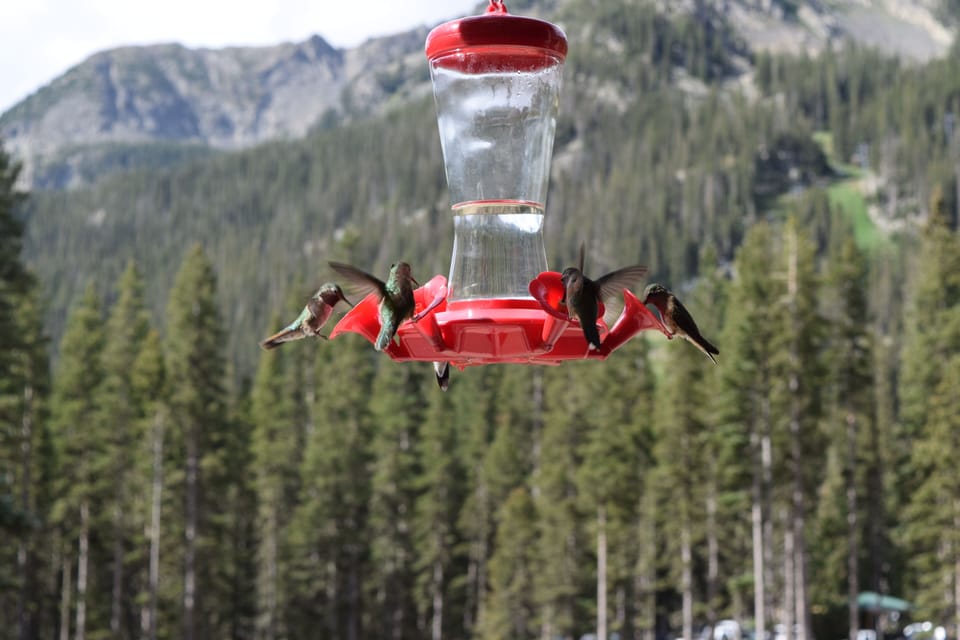 Watch hummingbirds.  