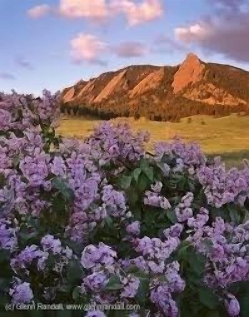 Breathtaking Boulder lilacs 