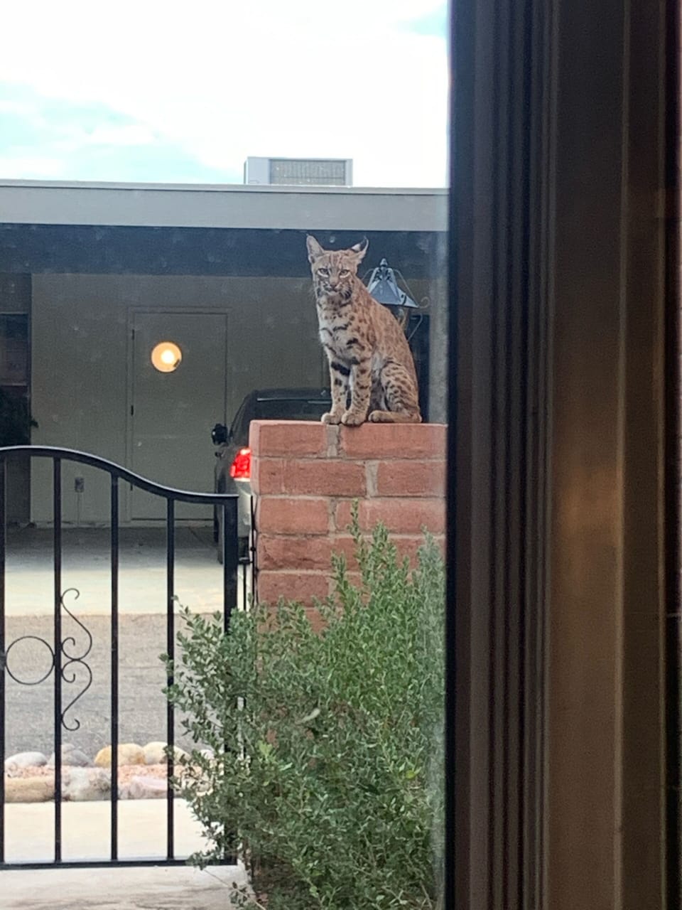 Resident Bobcat 