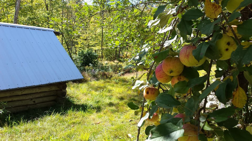 The apple tree in full fruit.
