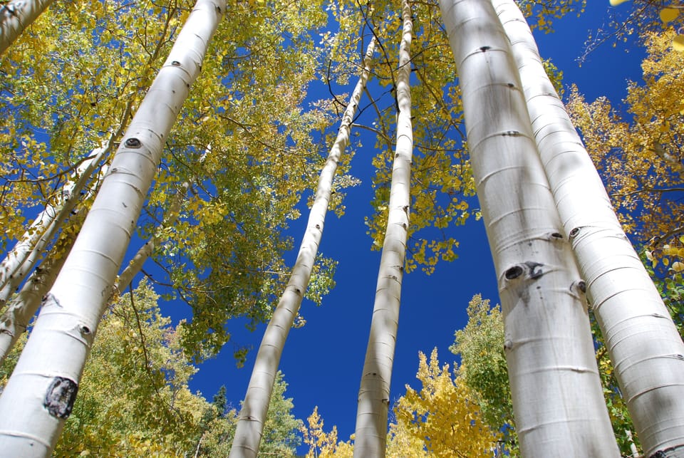 Fall Aspen Trees in Vail