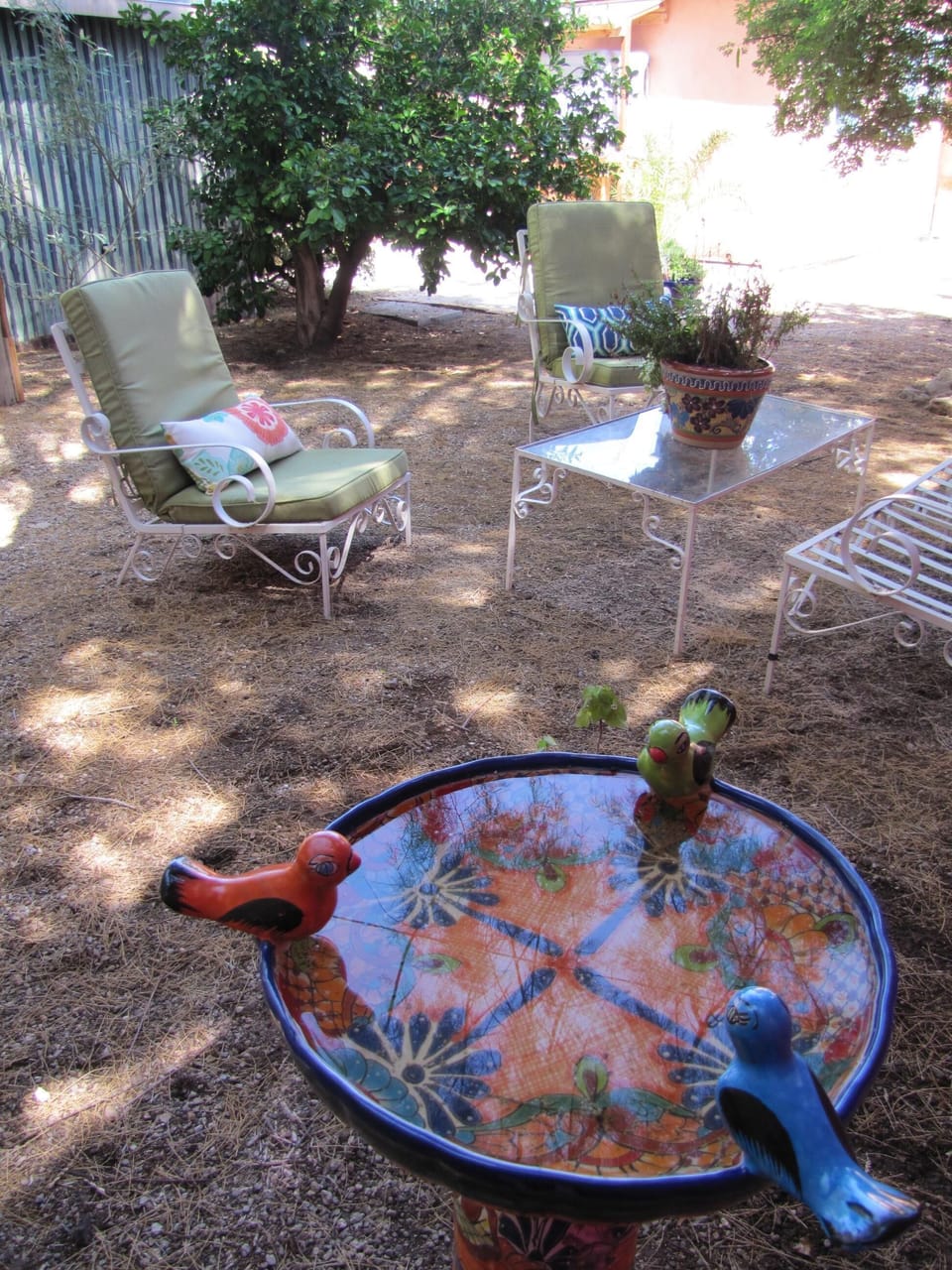 Bird watching in Central Tucson!