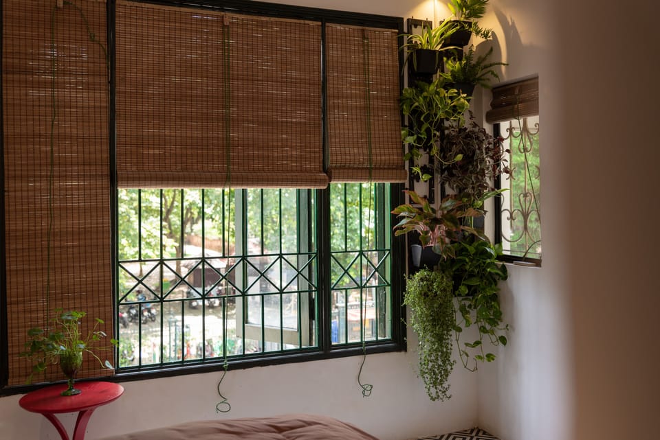 Wide window view to Temple of Literature's garden with bunches of green leaves