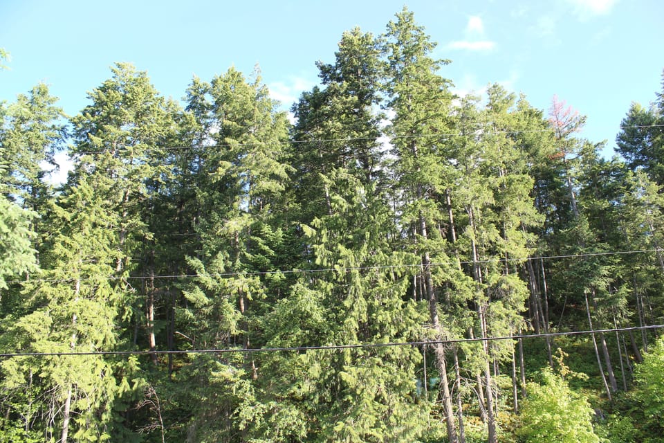 Forest views from the bedroom, peaceful and quiet