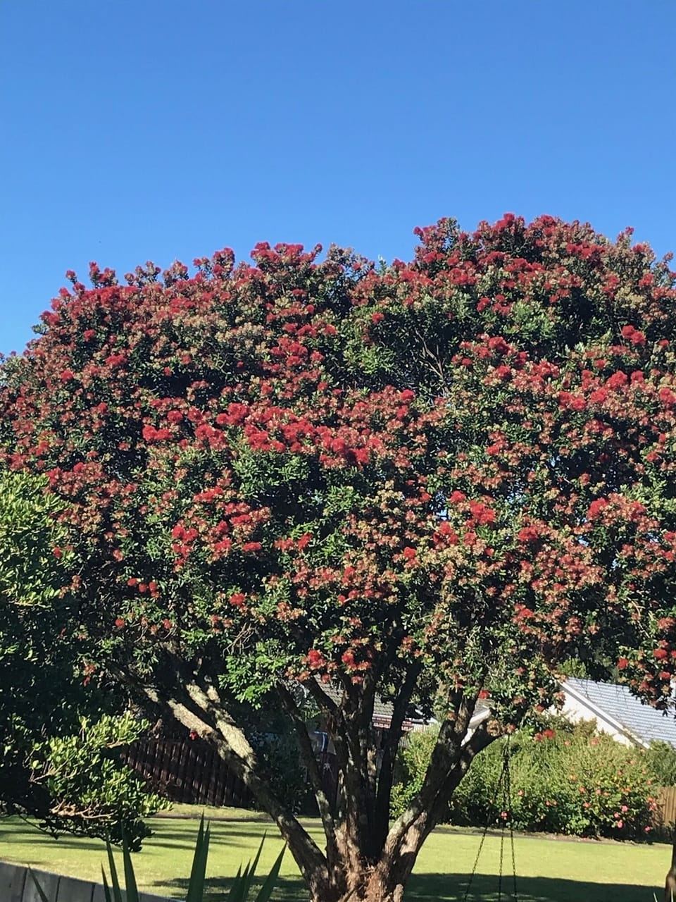 Enjoy native Pohutukawa trees in flower at Christmas