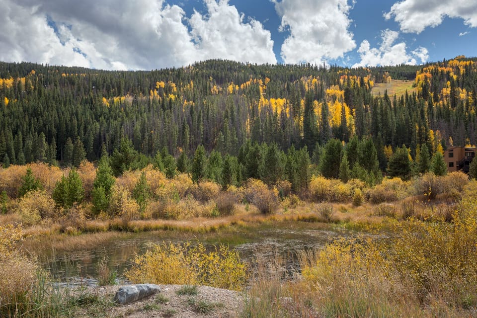Spectacular mountain wilderness showcases brilliant autumn colors, with golden aspen groves painting the forested hillsides in this pristine natural setting.