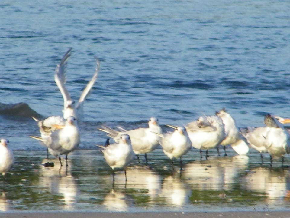 Gaviotas