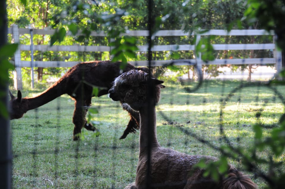 Alpacas