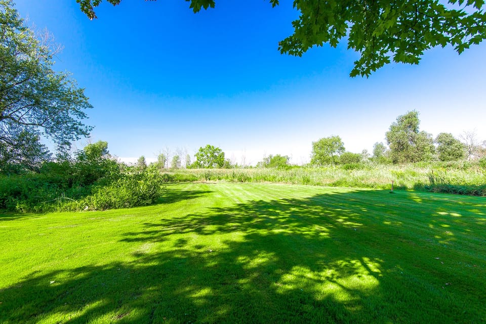 Backyard meadow