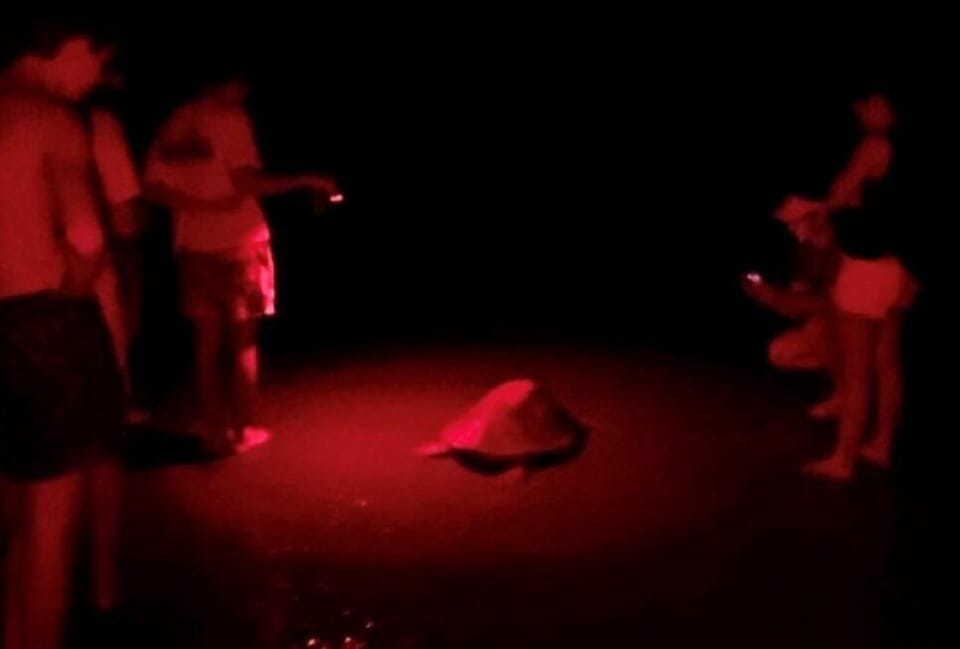 Enjoy this miracle! turtles lay their eggs in the beach, high season begins July