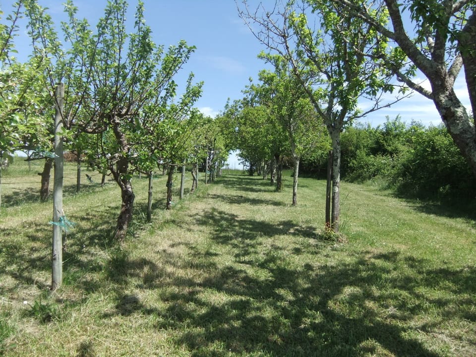 Adjacent orchard