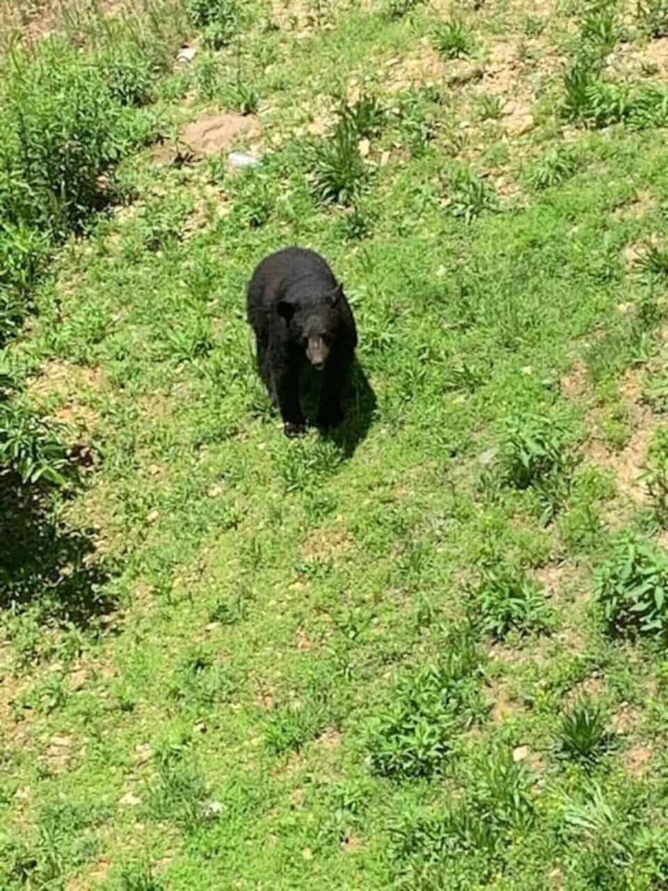 BEAR OUTSIDE HEAVENLY DAZE